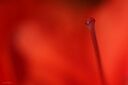 Flore