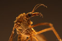 Macro