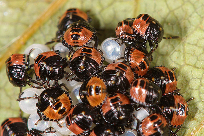 La photo des parasites au linge