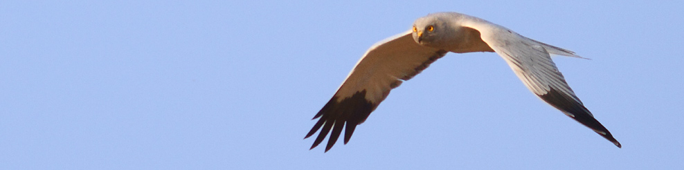 Balade ornithologique dans les Montagnes Noires