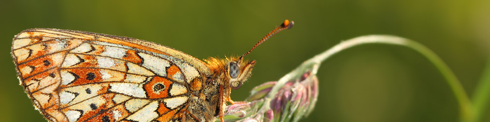 Le Petit Collier Argenté : Boloria (Clossiana) selene