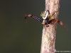 Misumena vatia mâle