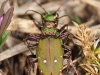 Cicindela campestris ( Cicindèle champêtre )