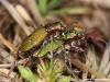 Cicindela campestris ( Cicindèle champêtre )