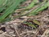 Cicindela campestris ( Cicindèle champêtre )