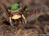 Cicindela campestris ( Cicindèle champêtre )