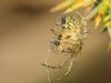 Mangora acalypha ( Mangore petite-bouteille )