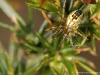 Mangora acalypha ( Mangore petite-bouteille )