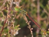 Pyrrhosoma nymphula ( Petite nymphe au corps de feu )