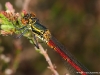 Pyrrhosoma nymphula ( Petite nymphe au corps de feu )