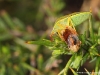 Punaise ( Piezodorus lituratus )