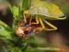 Punaise ( Piezodorus lituratus )