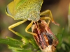 Punaise ( Piezodorus lituratus )