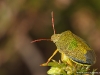 Punaise ( Piezodorus lituratus )