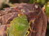 Punaise ( Piezodorus lituratus )