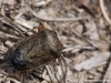 Punaise ( Piezodorus lituratus )