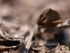 Punaise ( Piezodorus lituratus )