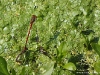 Pyrrhosoma nymphula ( Petite nymphe au corps de feu )