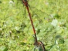 Pyrrhosoma nymphula ( Petite nymphe au corps de feu )