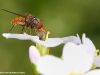 Rhingia campestris