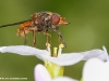 Rhingia campestris