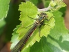 Pyrrhosoma nymphula ( Petite nymphe au corps de feu )