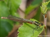 Pyrrhosoma nymphula ( Petite nymphe au corps de feu )