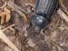 Phosphuga atrata (Silphidae)