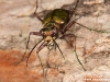 Cicindela campestris ( Cicindèle champêtre )