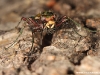 Cicindela campestris ( Cicindèle champêtre )