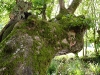 Vieil arbre dans la vallée