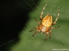 Araneus diadematus