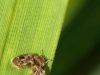 Psychodidae