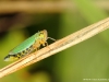 Cicadella viridis