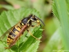 Vespula vulgaris