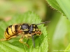 Vespula vulgaris