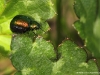 Gastrophysa viridula