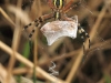 Argiope bruennichi