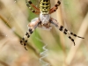 Argiope bruennichi