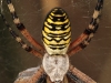 Argiope bruennichi