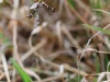 Argiope bruennichi