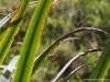 Sympetrum striolatum