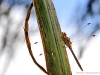 Sympetrum striolatum