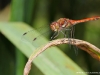 Sympetrum striolatum