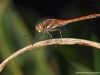 Sympetrum striolatum