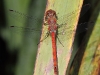 Sympetrum striolatum