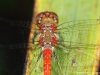 Sympetrum striolatum