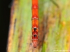 Sympetrum striolatum