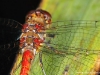 Sympetrum striolatum