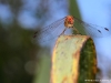 Sympetrum striolatum